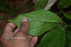 Kunstleria keralensis